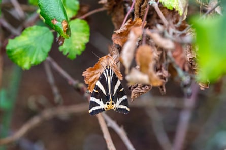 Moth named for its black and white stripes rests in a the bush.