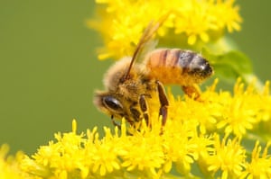 Uma abelha pousa no ramo de flores em Valla, Linkoping, Suécia