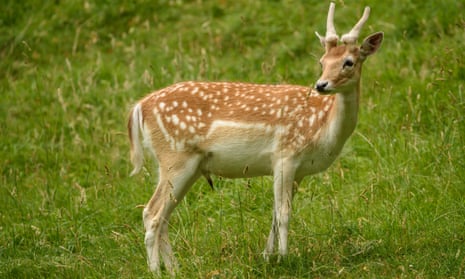 Researchers said the risk was not just linked to exotic wild animals but also deer killed closer to home for venison.