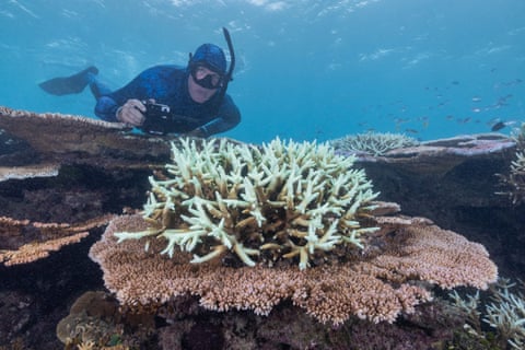 Dr Adam Smith dives among ‘stressed and white’ coral on John Brewer Reef  off the Townsville coast in Queensland.