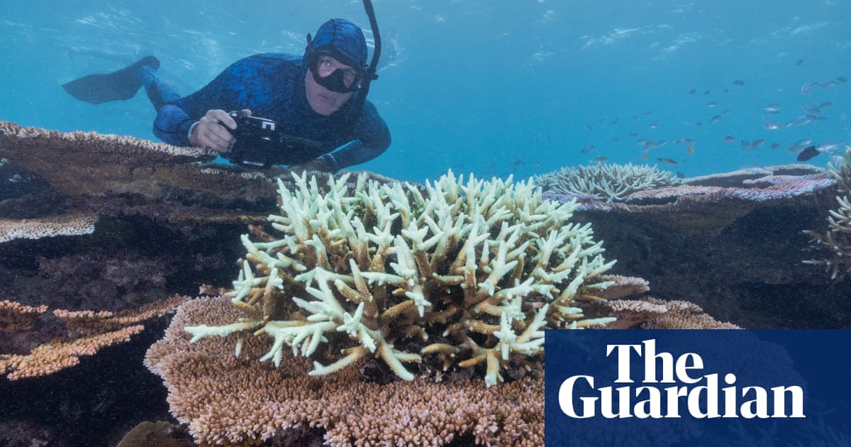‘It’s not supposed to be white’: one of the Great Barrier Reef’s healthiest reefs succumbs to bleaching