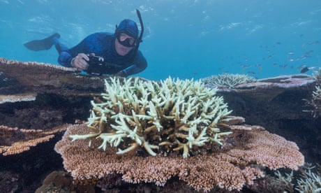 Coral bleaching on the John Brewer Reef, which is offshore from Townsville in the Great Barrier Reef Marine Park. Queensland. Australia. Dr Adam Smith dives on the reef.