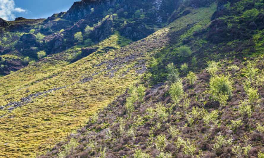 A hillside with shrubs and small trees growing on one side of a fence, while grass and scree are on the other side
