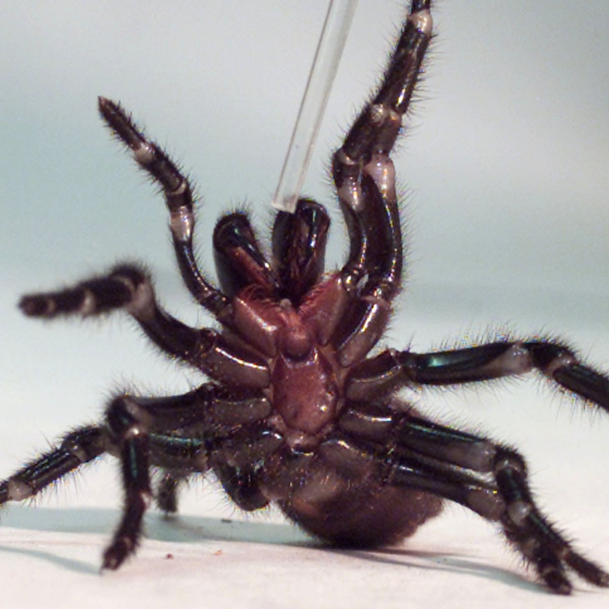 Australia S Biggest Ever Antivenom Dose Saves Boy Bitten By Funnel Web Spider Spiders The Guardian