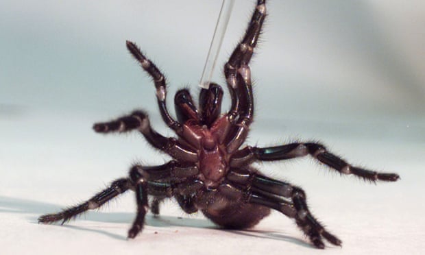 A funnel web spider