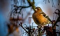 A chaffinch in the sunlight.