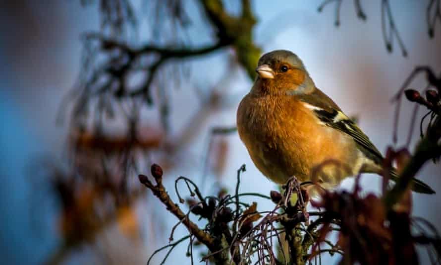 Chaffinch.