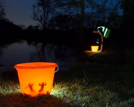 Toads in an orange bucket to be helped across the road.