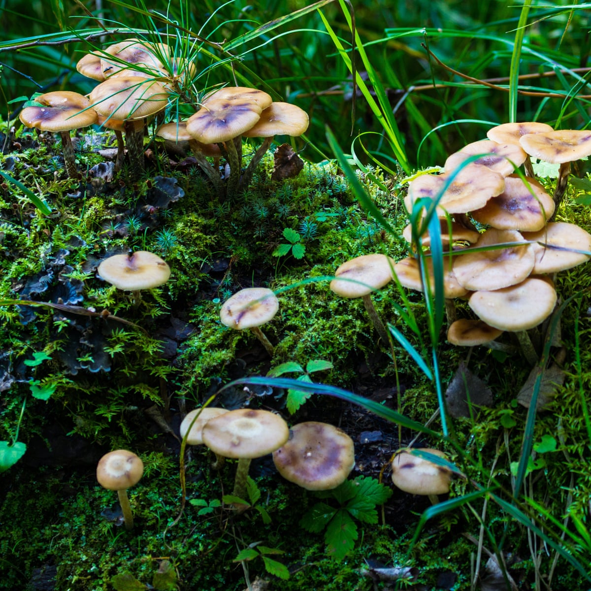 The Man Who Turned the World on to the Genius of Fungi - The New