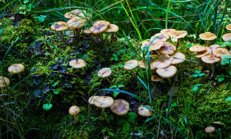 Mushrooms in the Baikal Nature Reserve, Tankhoi, Russia.