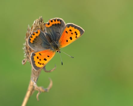 Orange butterfly with a dark outside edge border and with eight or nine black spots