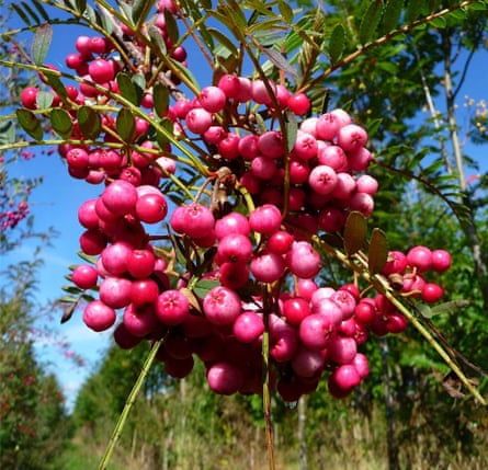 Sorbus vilmorinii Tree, Vilmorin’s Rowan Trees, www.ornamental-trees.co.uk