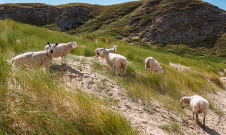 Sheep grazing at Whiteford Sands.