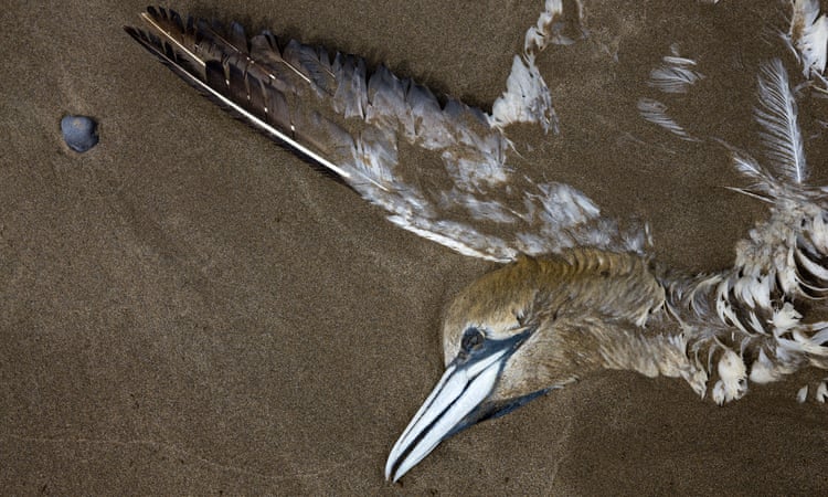 Dead in their nests or washed ashore: why thousands of seabirds are dying en masse
