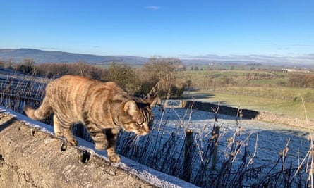 Chris Moss's cat, Pumpkin, exploring at the foot of the Pennines