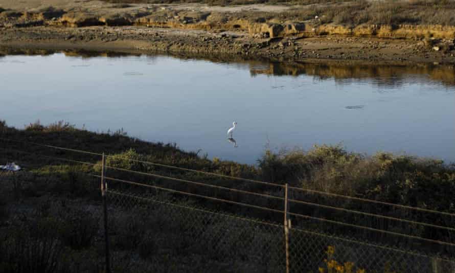 The area affected by the latest spill is home to threatened and endangered species, including a plump shorebird called the snowy plover, the California least tern and humpback whales.