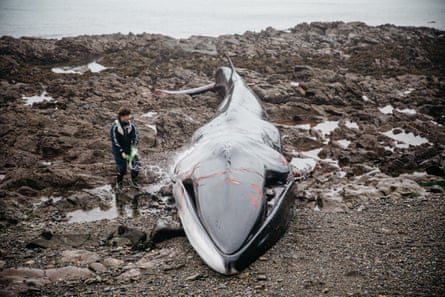 Simon Myers tente de garder humide le rorqual commun échoué