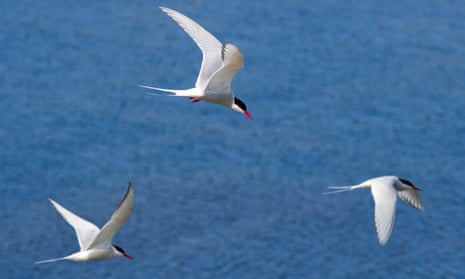 Arctic terns fly over sea
