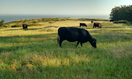All the cattle on the 1,000-acre ranch are grass-fed.