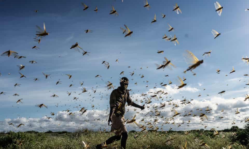 A locust swarm in Samburu County, Kenya, 2020