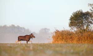Bull Moose (Alces alces) in early morning.