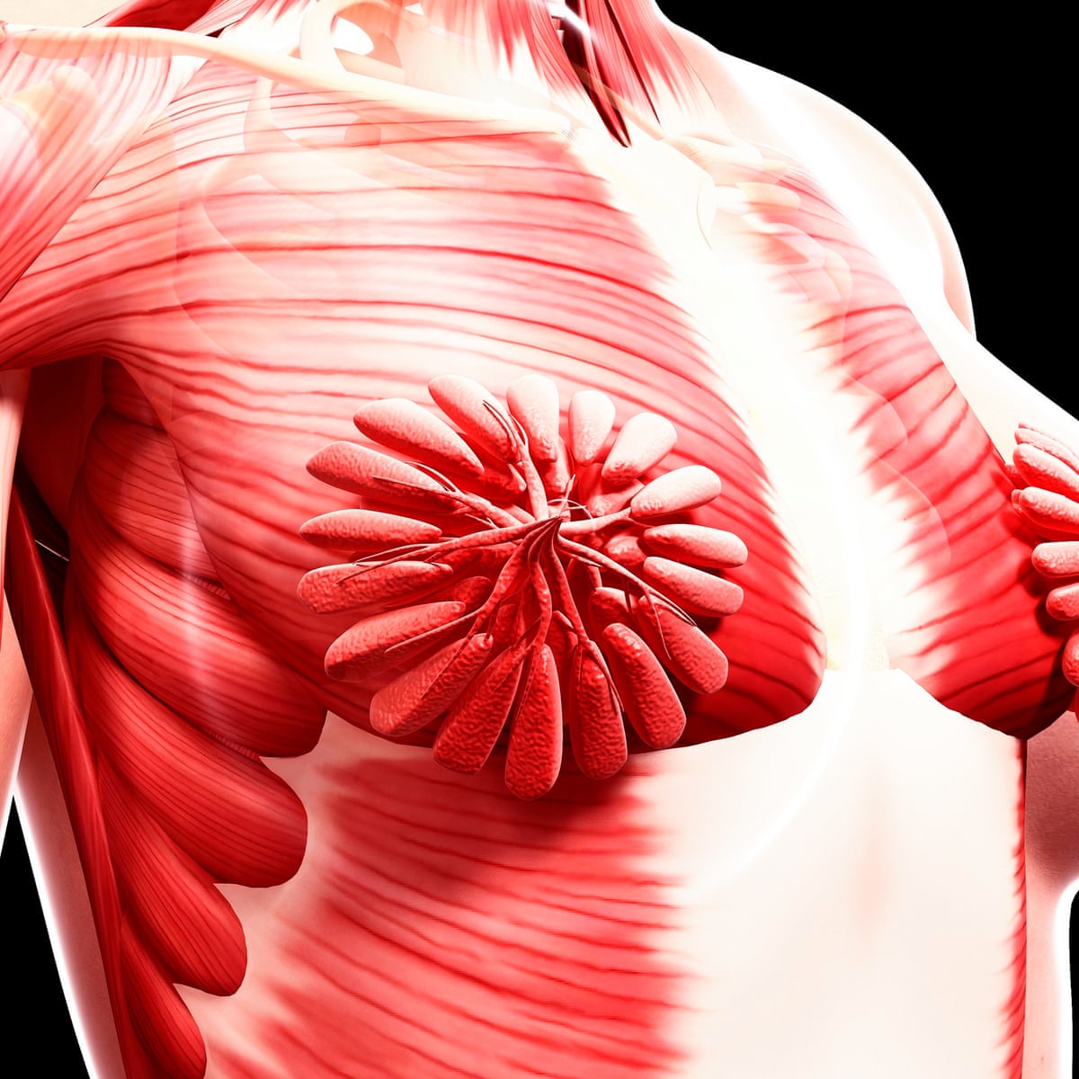 How A Viral Image Of Breasts Exposes Science S Obsession With The Male Body Jill Filipovic The Guardian