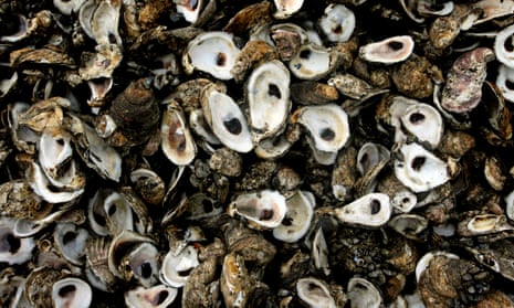 Thousands of discarded oyster shells