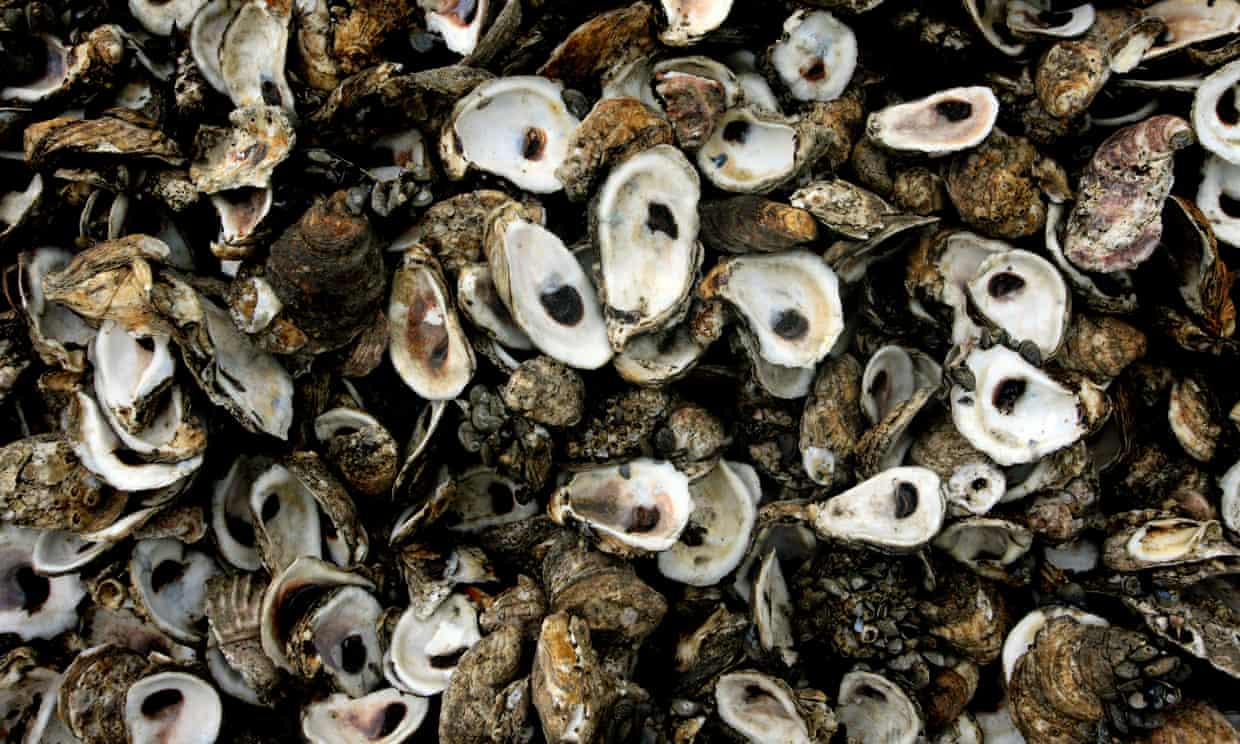 Precolonial First Nations oyster fisheries sustained millennia of intense harvests Precolonial First Nations oyster fisheries sustained millennia of intense harvests