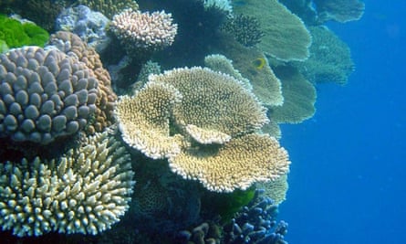 Corals.