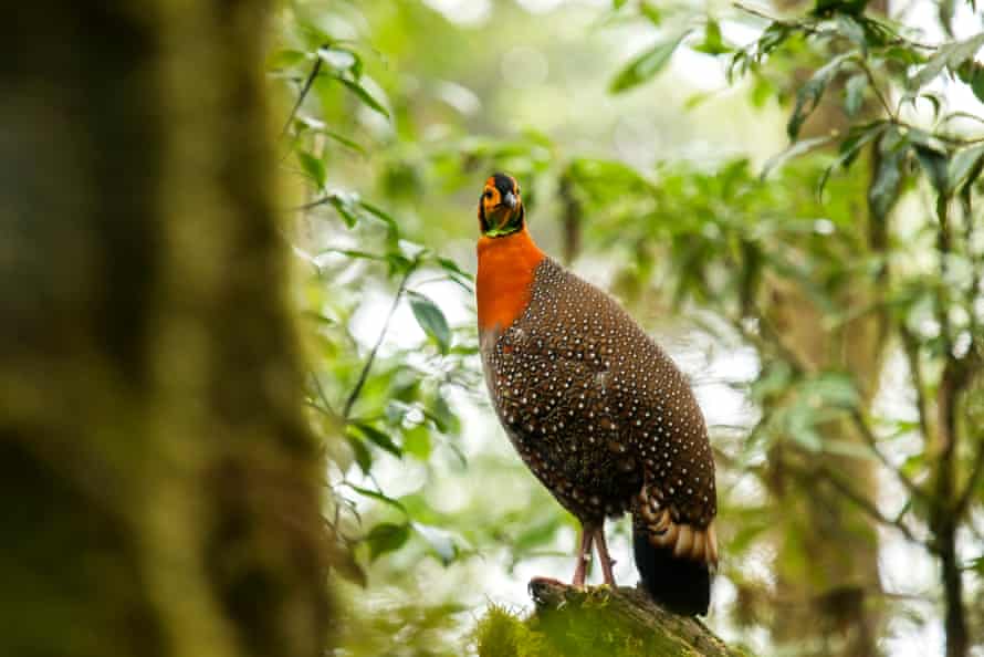 Blyth’s tragopan, a vulnerable species of bird which thrives in the higher reaches of Khonoma Nature Conservation and Tragopan Sanctuary.