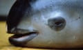 close-up of a porpoise, showing its rounded head and lack of a beak