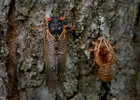 Brood cicadas emerge in Fairfax, Virginia. Nowhere will the hatching be more intense than around Washington.