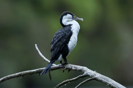 A pied shag or kāruhiruhi at Zealandia.