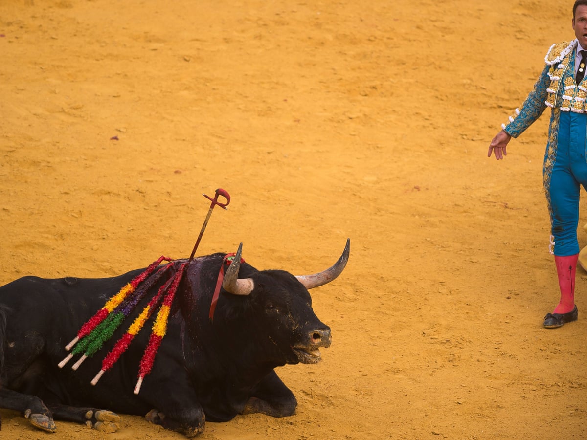 Bullfighting still benefits from millions of euros a year in EU farming  subsidies | Bullfighting | The Guardian