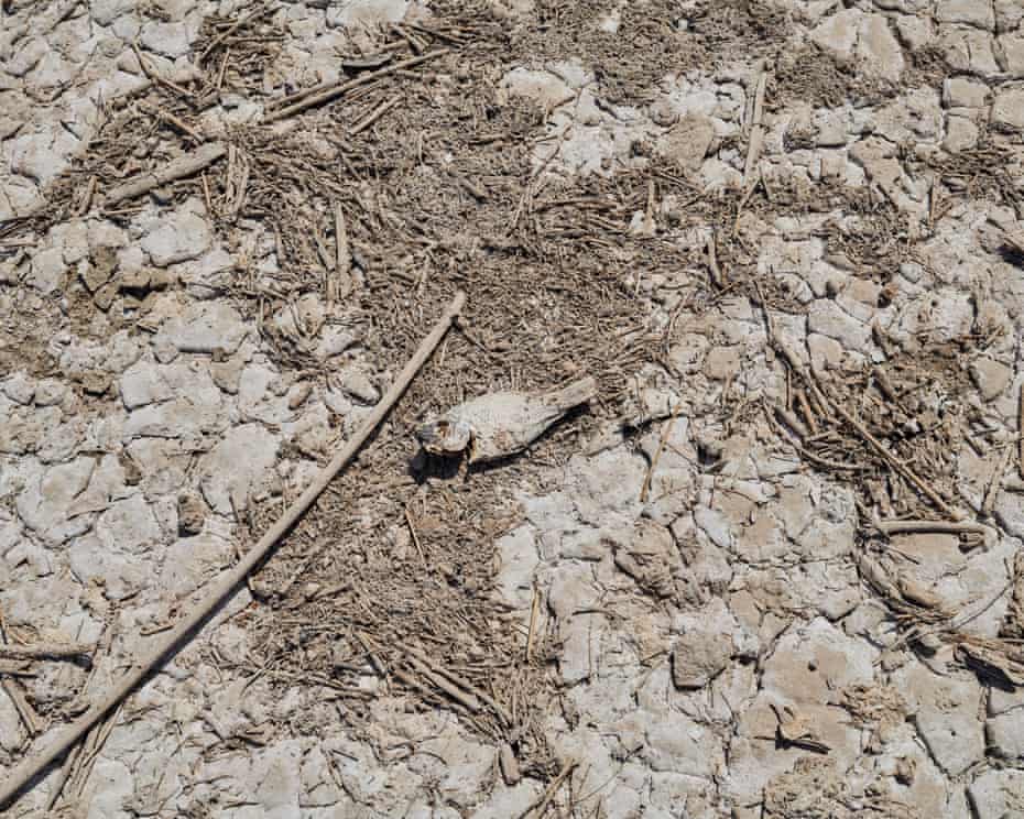 A fish carcass and other debris along the Salton Sea.