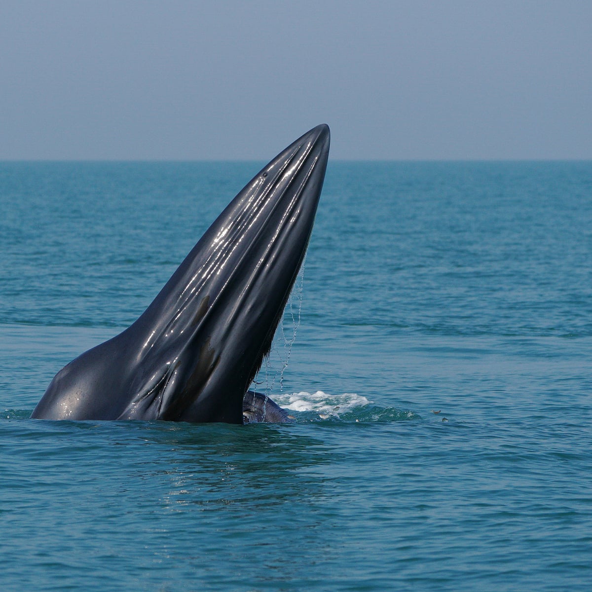 A 'uniquely American whale': new species discovered off southern US coast | Whales | The Guardian