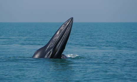 A Bryde’s whale. The newly described whales, dubbed Rice’s whales, were previously believed to be a population of Bryde’s whales. 
