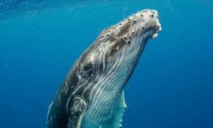 The week in wildlife – in pictures 12 A humpback whale calf as it slowly ascends to the surface to breath in Tonga