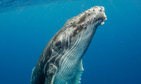 Close-up view of a humpback whale calf as it slowly ascends to the surface to breathe.