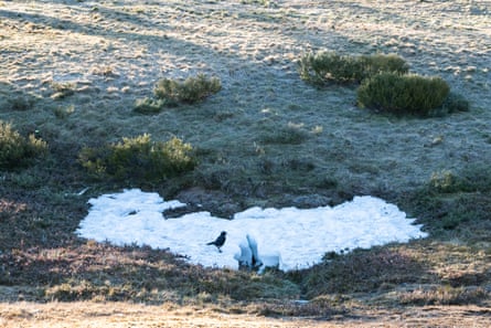 A crow walks through one of the last patches of natural snow at Smiggin Holes