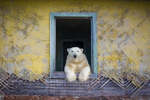 Polar frame, by Dmitry Kokh, Russia