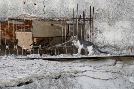 A cat looks on near a damaged building after an Israeli airstrike on Jenin in the occupied West Bank, on Saturday.