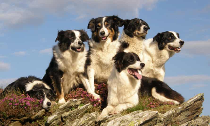Five sheepdogs lying together and looking alert on a hilltop