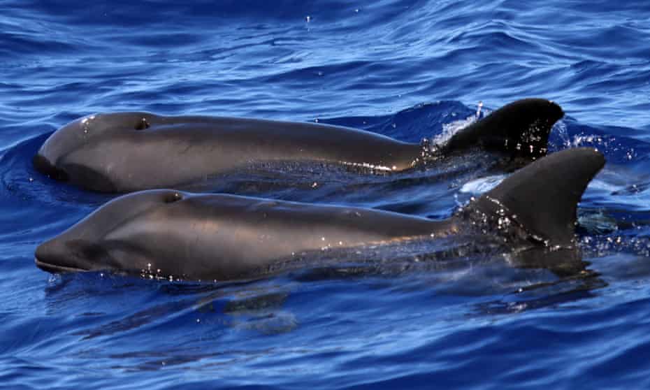 This photo provided by Cascadia Research shows a hybrid between a melon-headed whale and a rough-toothed dolphin, in the foreground, swimming next to a melon-headed whale near Kauai, Hawaii. 