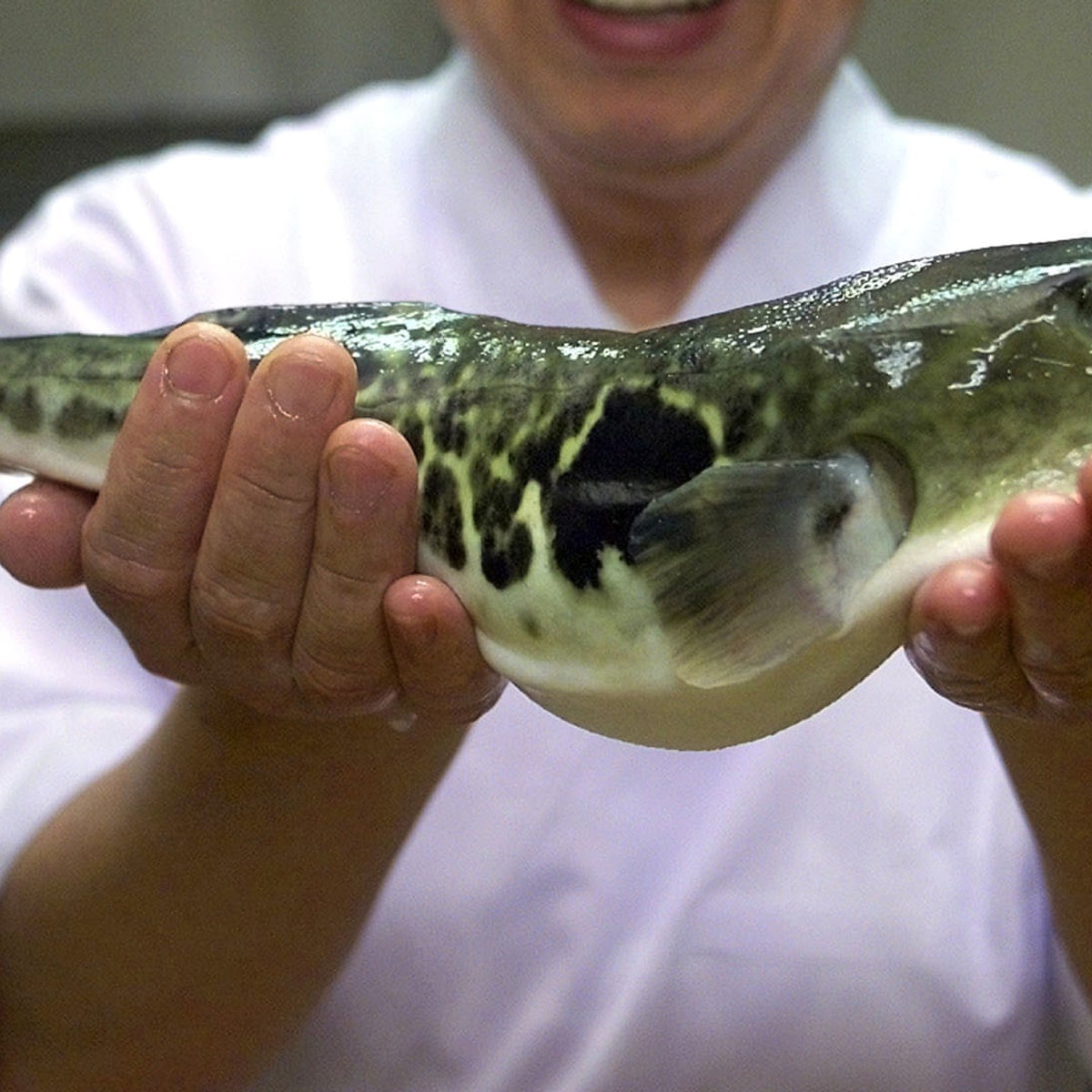 Tetrodotoxin The Poison Behind The Japanese Pufferfish Scare