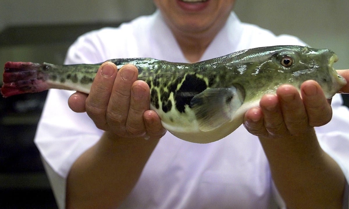 Tetrodotoxin: The Poison Behind The Japanese Pufferfish Scare | Chemistry |  The Guardian