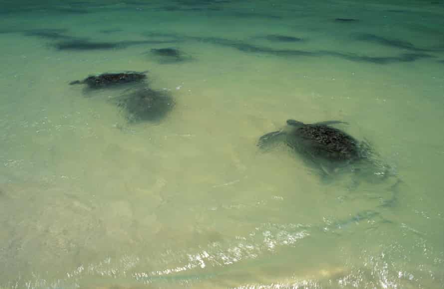 Green turtles swimming in shallow water
