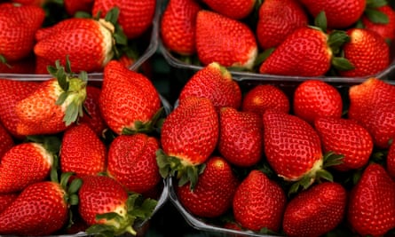 The five: genetically modified fruit | Gene editing | The Guardian The Five: Genetically Modified Fruit | Gene Editing | The Guardian