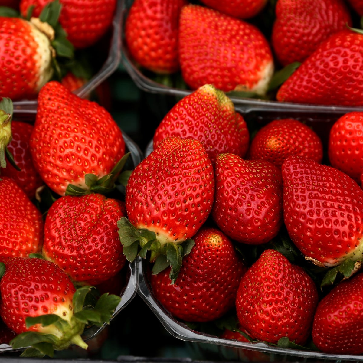 Earliest Ever British Strawberries Arrive On Supermarket Shelves Fruit The Guardian Earliest Ever British Strawberries Arrive On Supermarket Shelves Fruit The Guardian