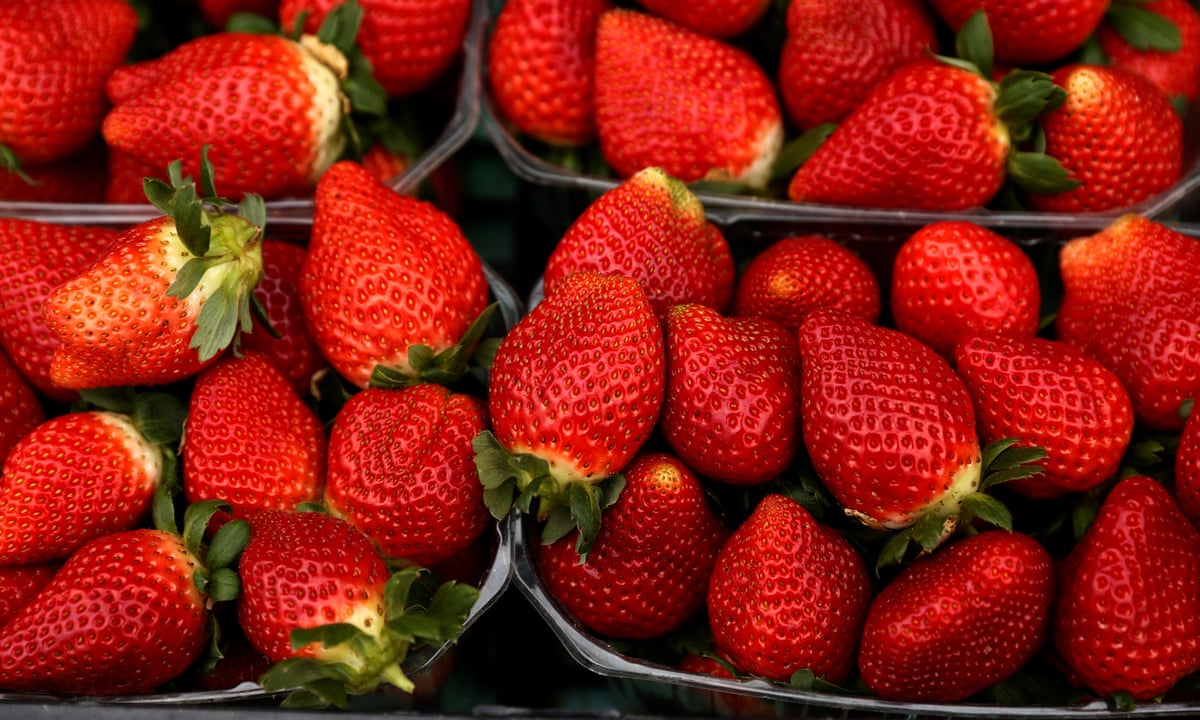 Earliest Ever British Strawberries Arrive On Supermarket Shelves Fruit The Guardian Earliest Ever British Strawberries Arrive On Supermarket Shelves Fruit The Guardian